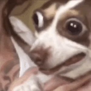 Meet your Posher, Adelyn